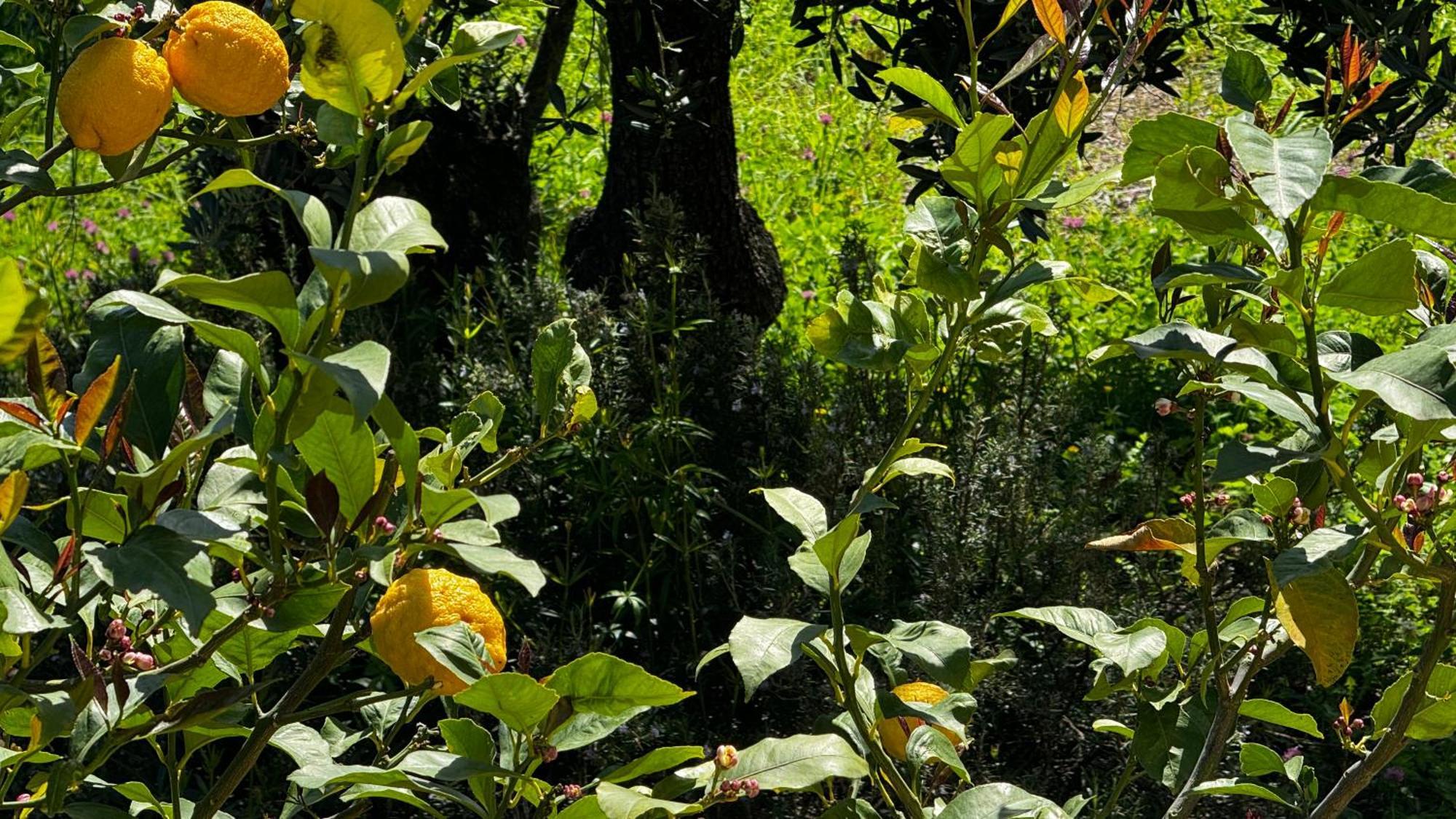 Villa Teresina 诺利 外观 照片